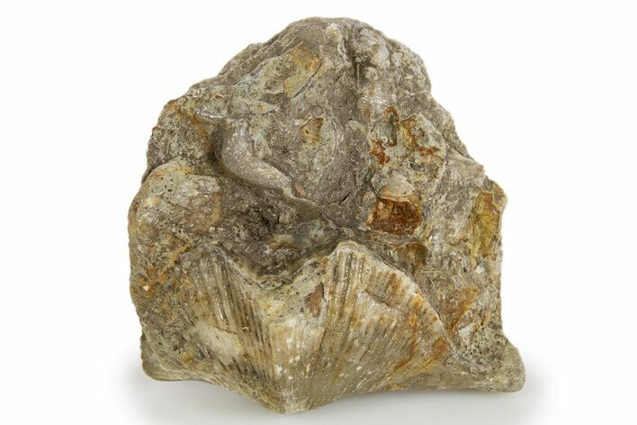 Fossil Brachiopod (Cyrtospirifer) - Russia #322134